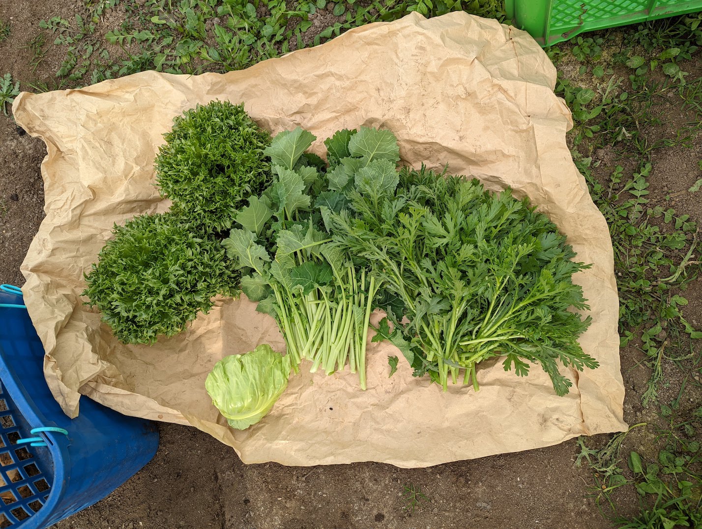 野菜