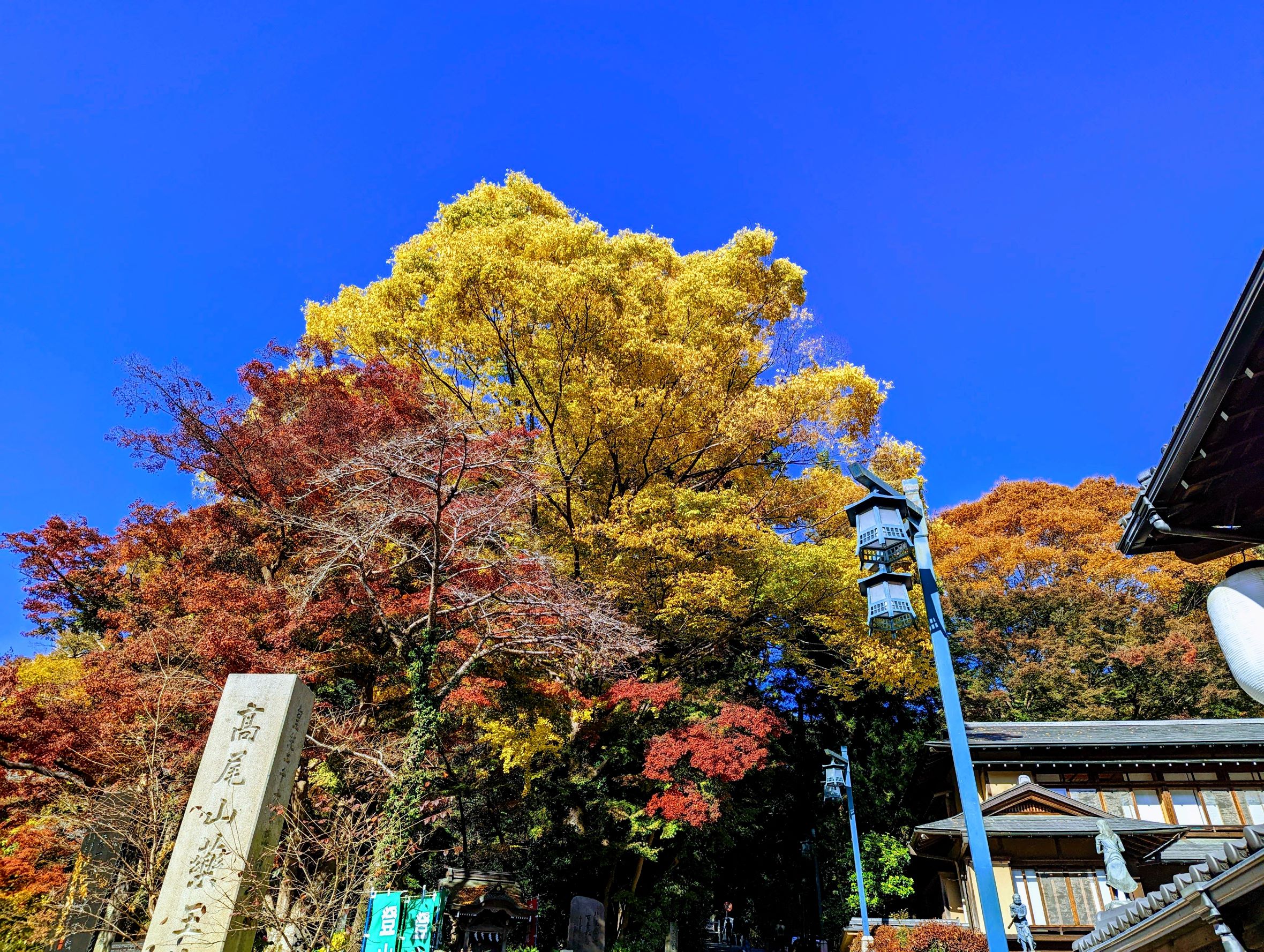 momiji